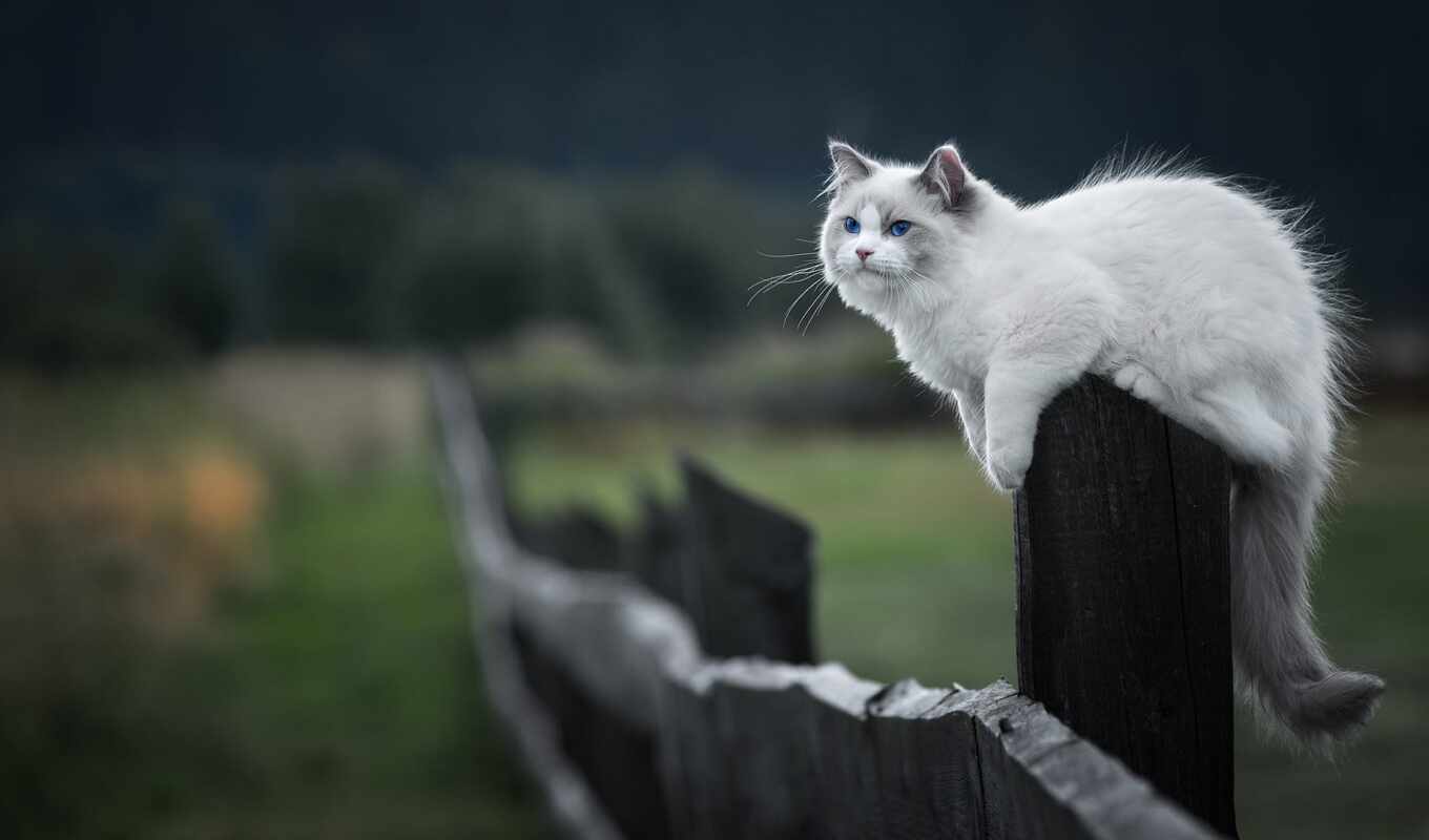 cat, fence