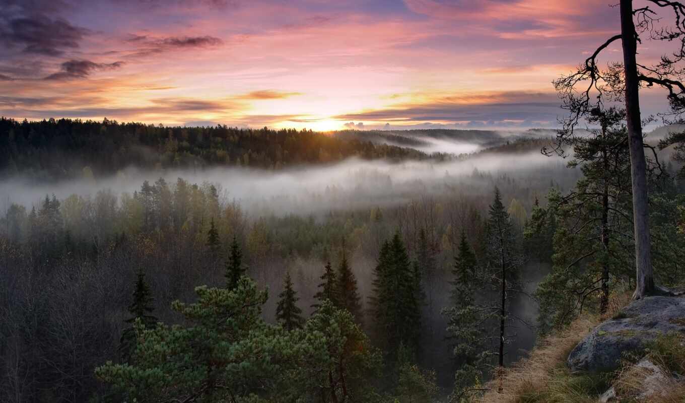 лес, утро, park, trees, туман, national, rising, финляндия, noux