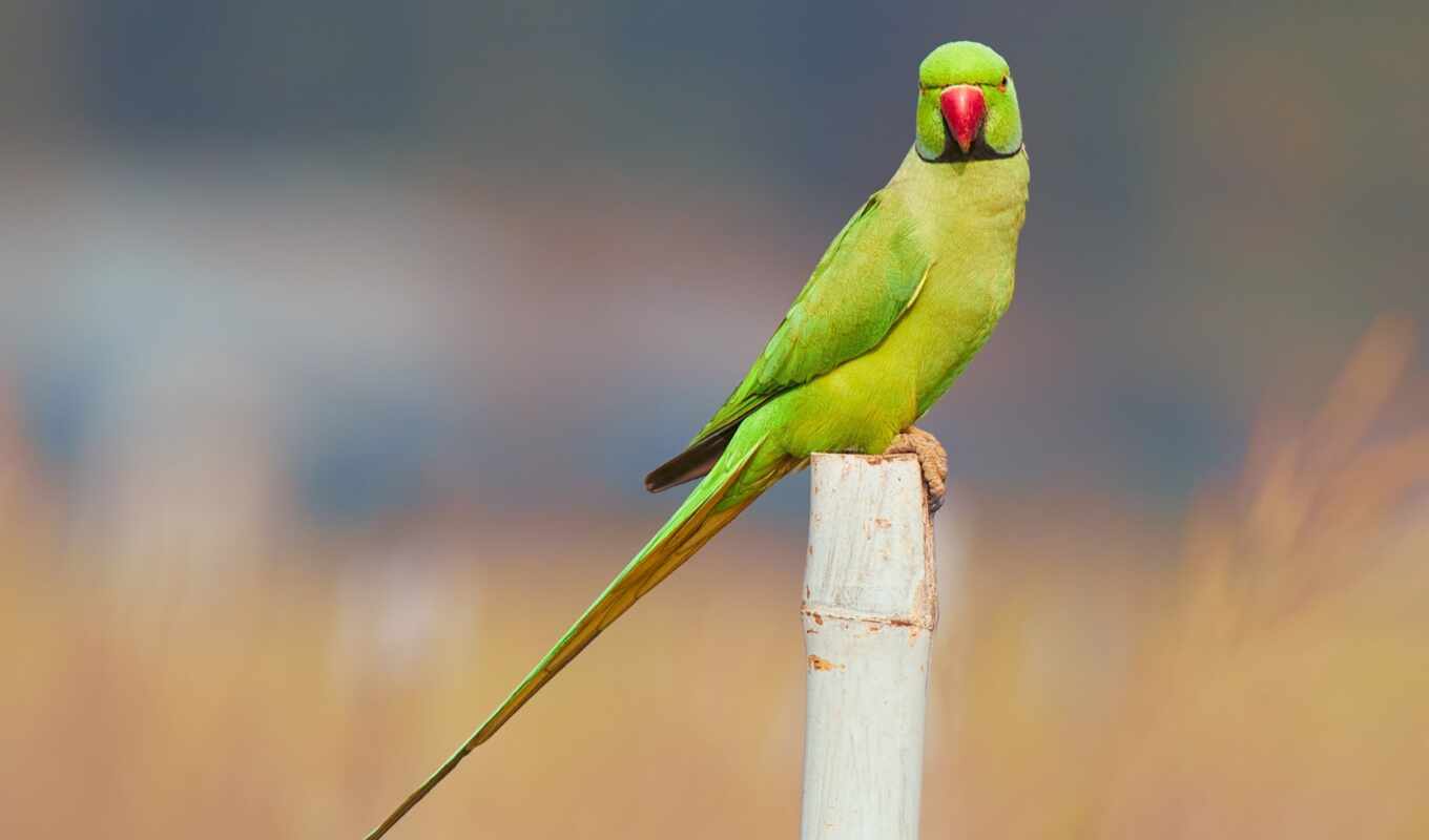 free, green, images, bird, a parrot, scared