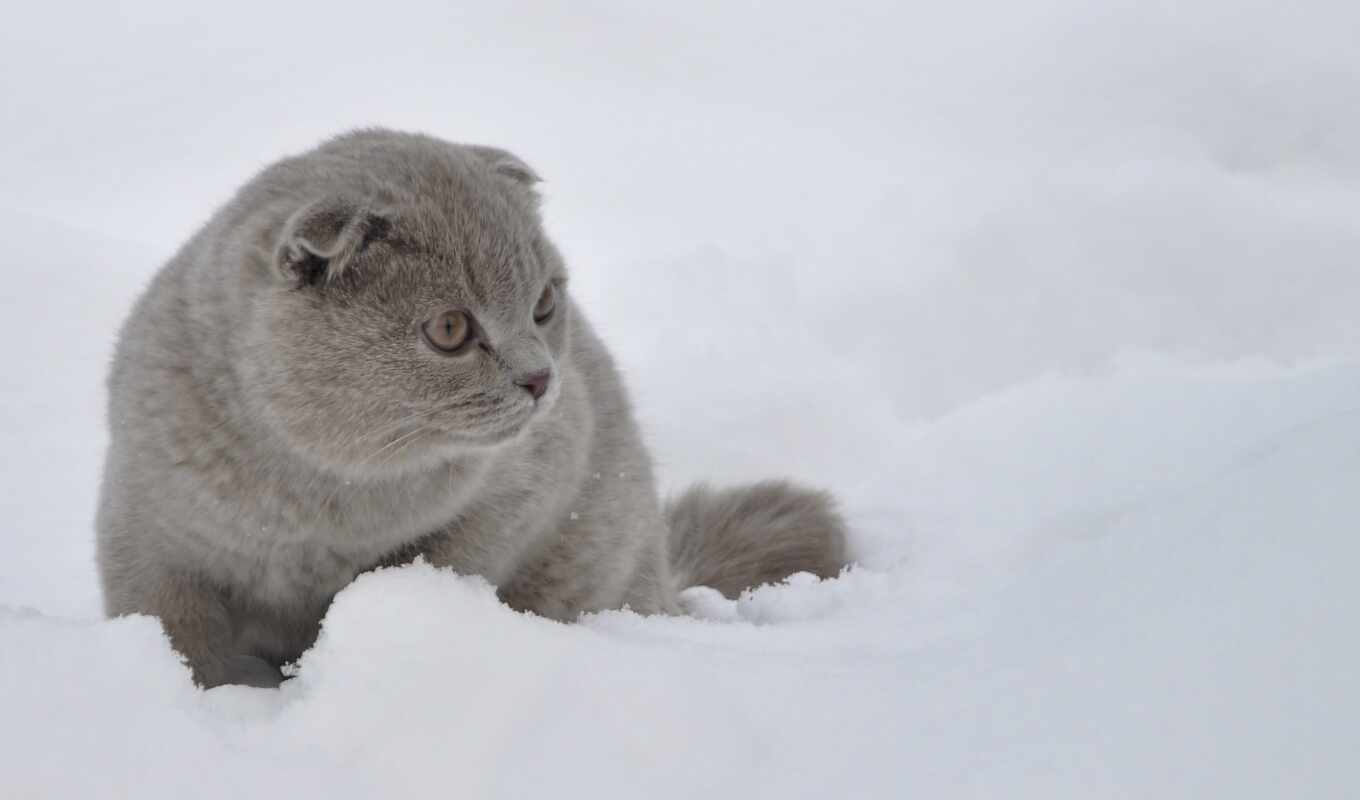 snow, cat, deck, post, scottish, fold, lop - eared
