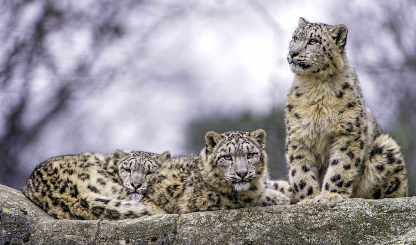 коллекция, снег, кот, леопард, wild