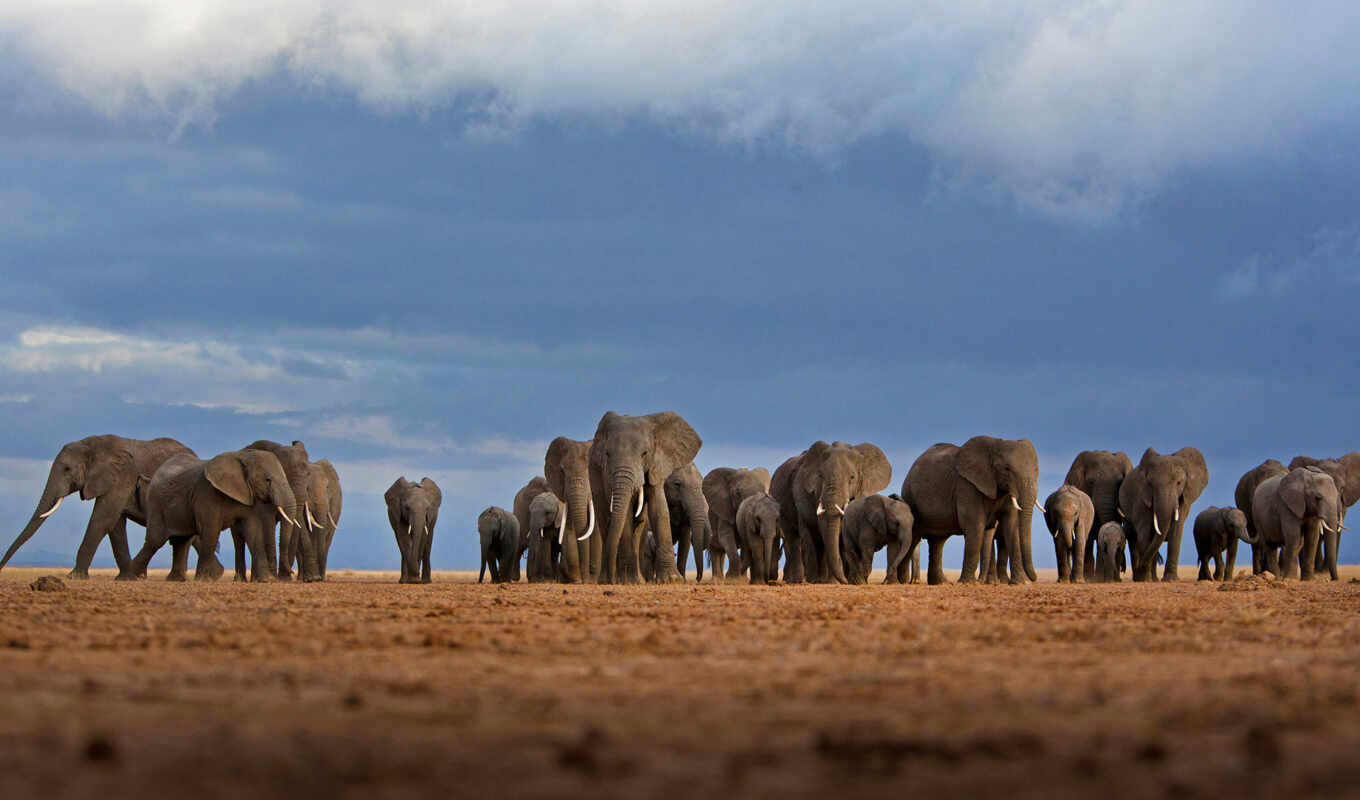 world, elephant, Africa, to leave, many, herd