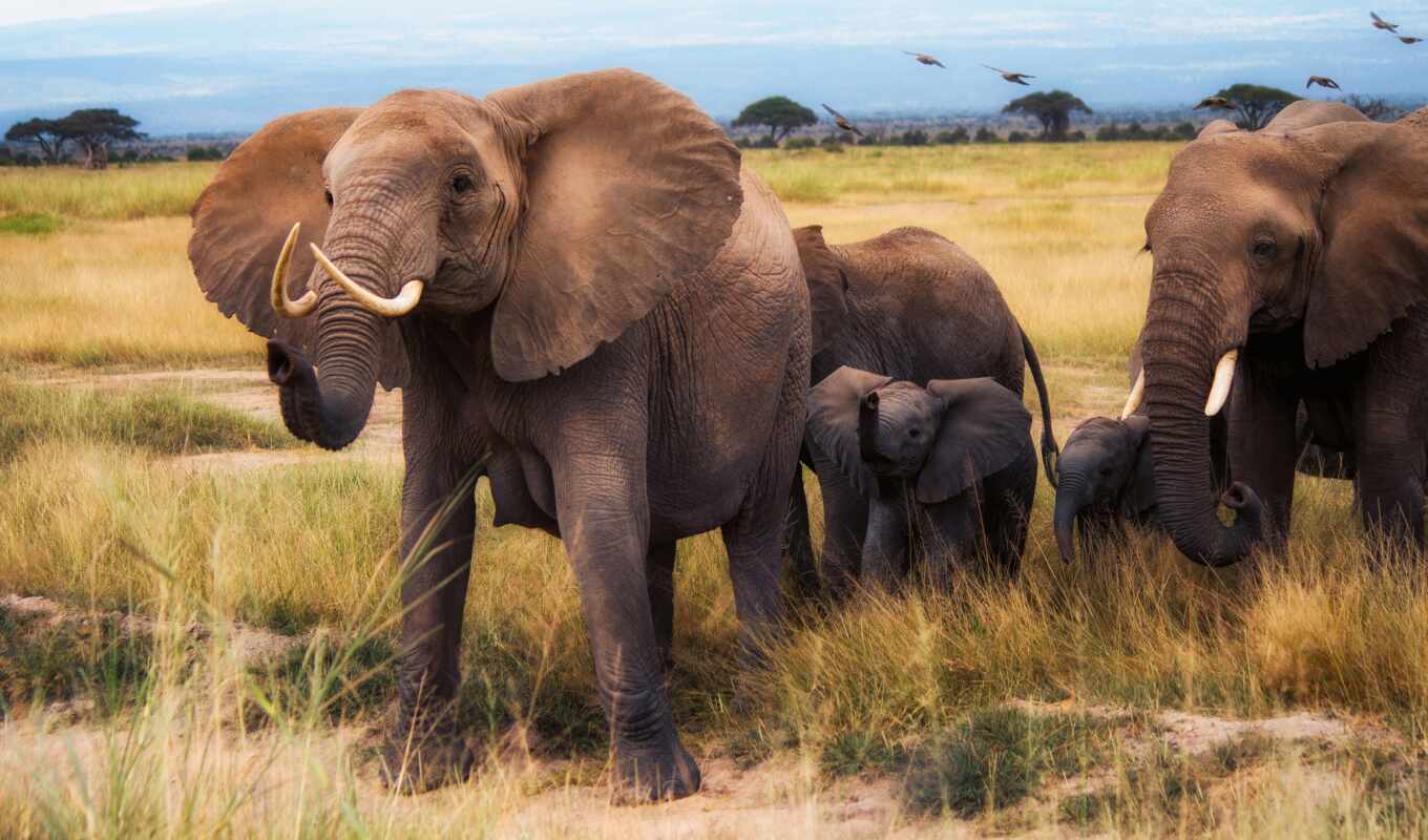 animals, elephant, animal, the cub, family, safari, kenya, amboselus