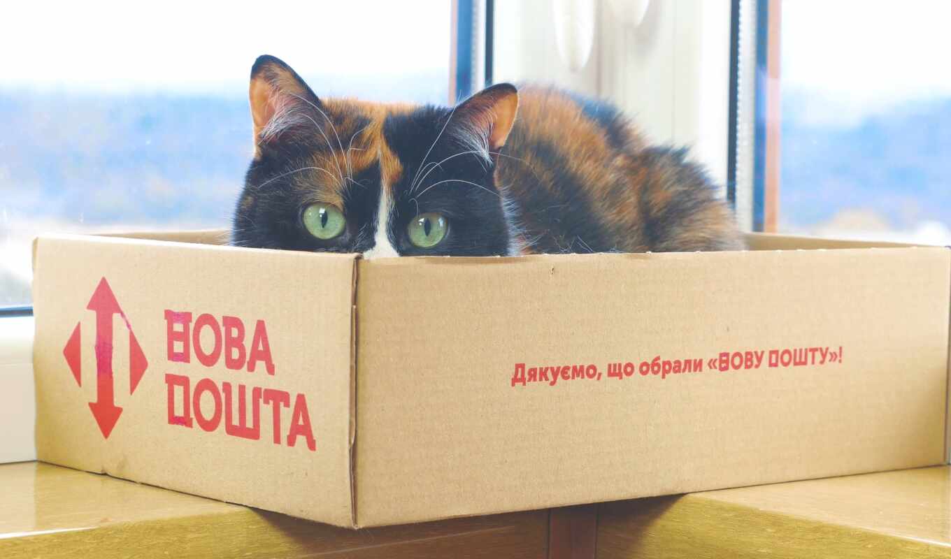 cat, box, slivkishow