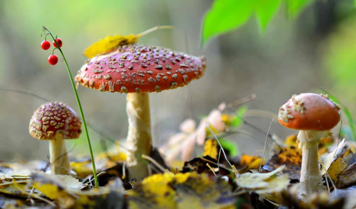 nature, mushrooms, forest