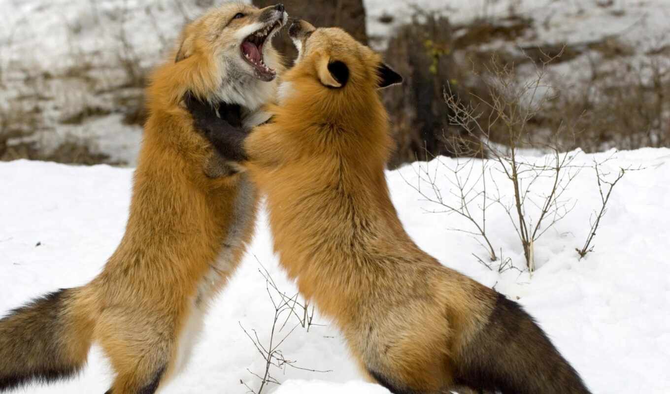winter, fox, mouth, wool, tail, pair, teeth