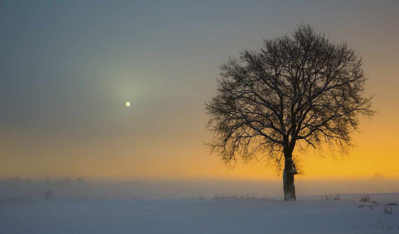 дерево, закате, луна, снег, winter, поле, trees, небе, одинокое, заснеженном, видна