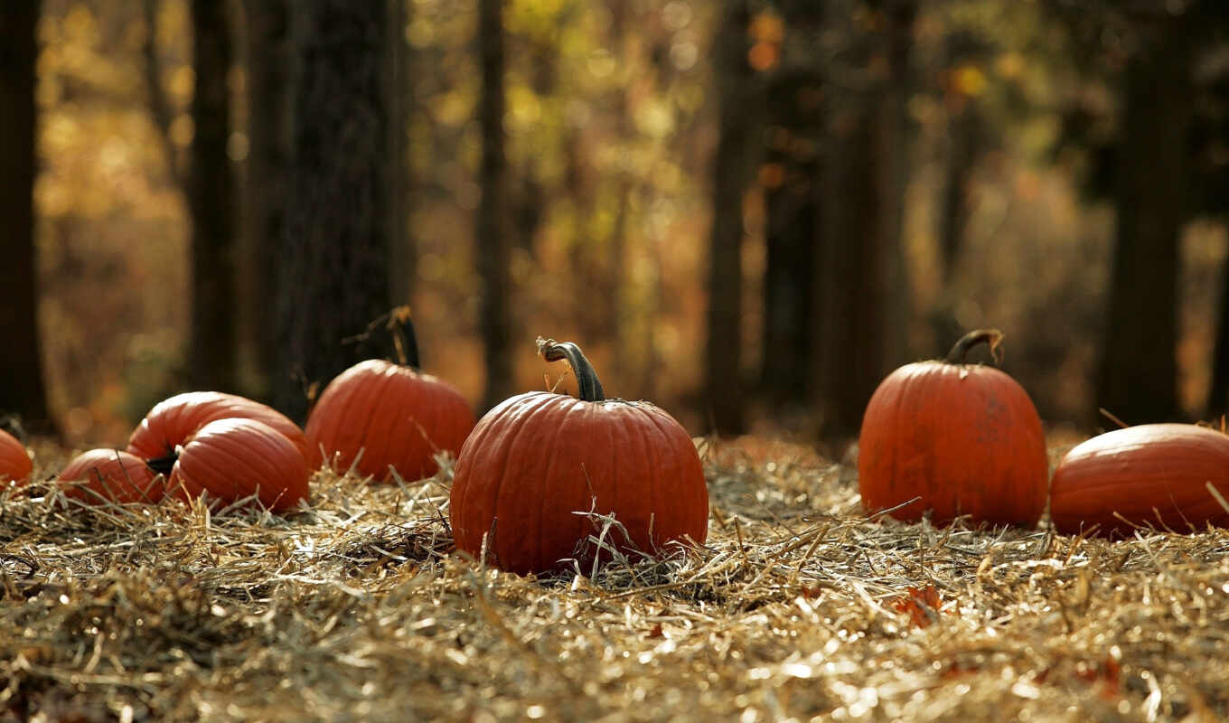 красивые, лес, images, осень, stock, land, halloween, урожай, тыквы, fotosearch