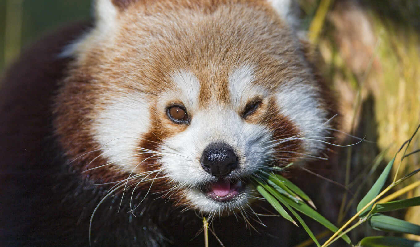 red, photos, red, panda, eating, flickr