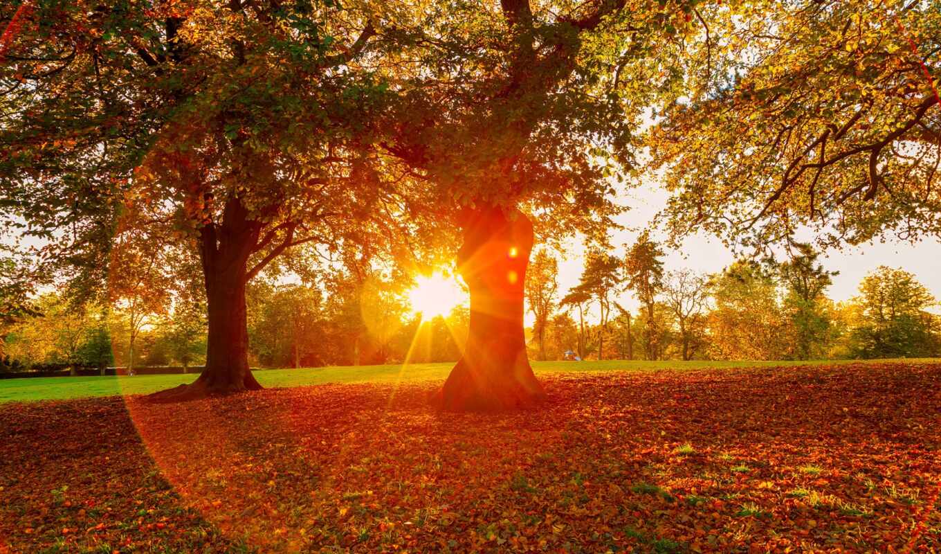 photo, tree, chestnut, autumn, park, leaf, osen, sunshine, our, pesnya, aleksina