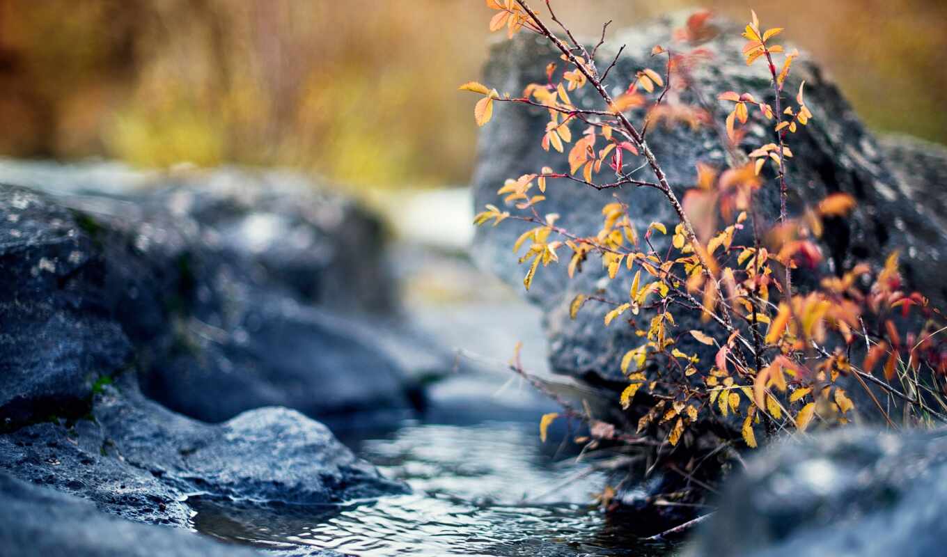 камень, rock, осень, branch, водопад, yellow, leaf, bush, ручей, voda, fore