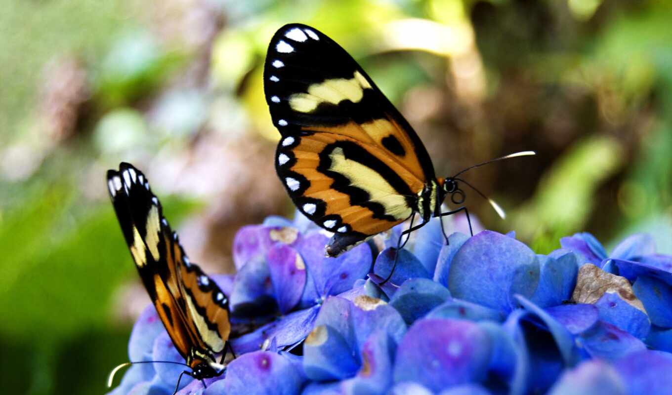 бабочка, красивый, fiore, lak, farfalla, лозовая