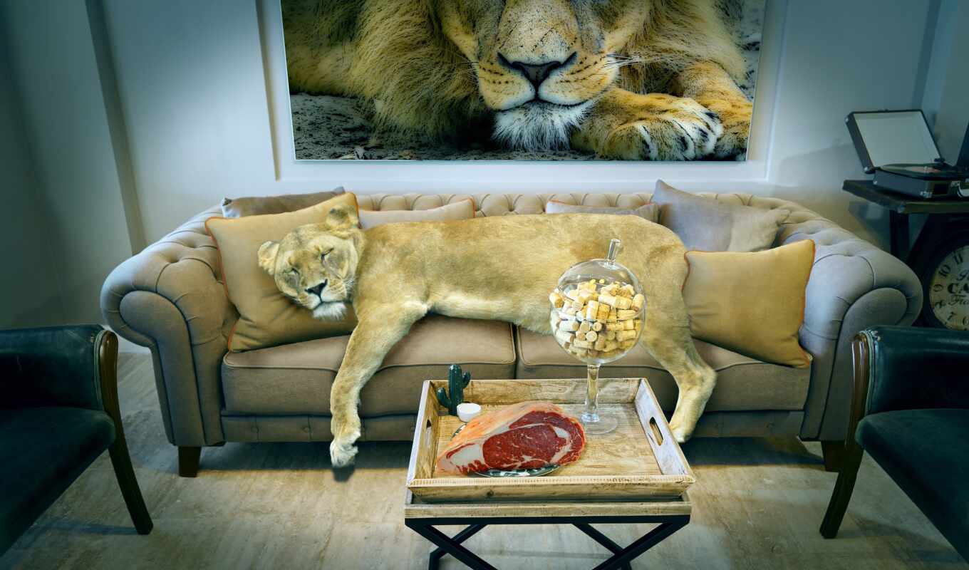 lion, столик