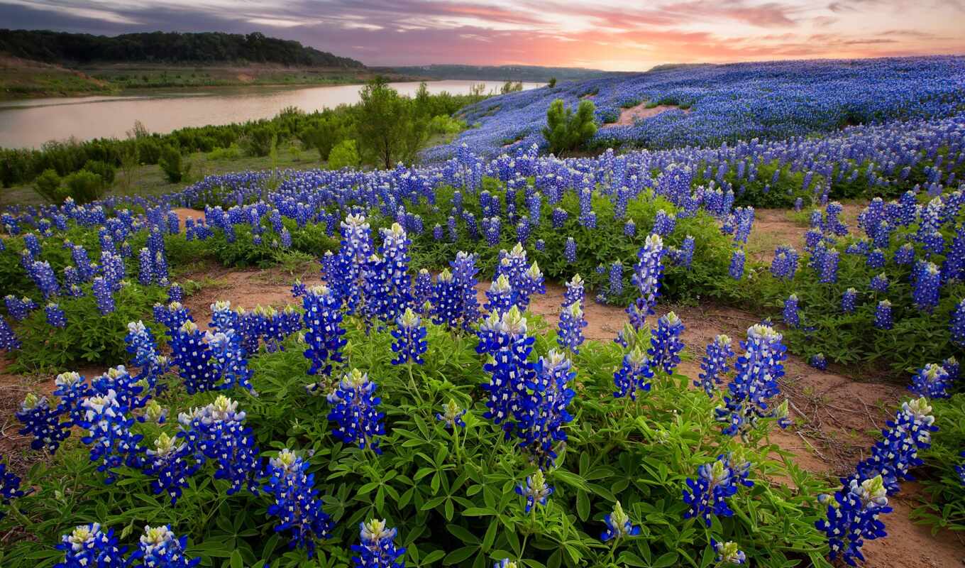 цветы, поле, они, see, garden, место, state, сорт, texas, bluebonnet