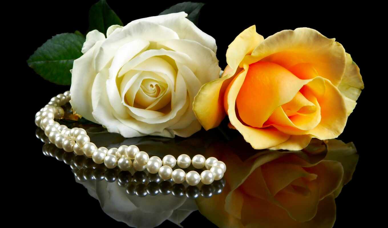 black, цветы, white, белые, красивые, пара, розы, yellow, pearl