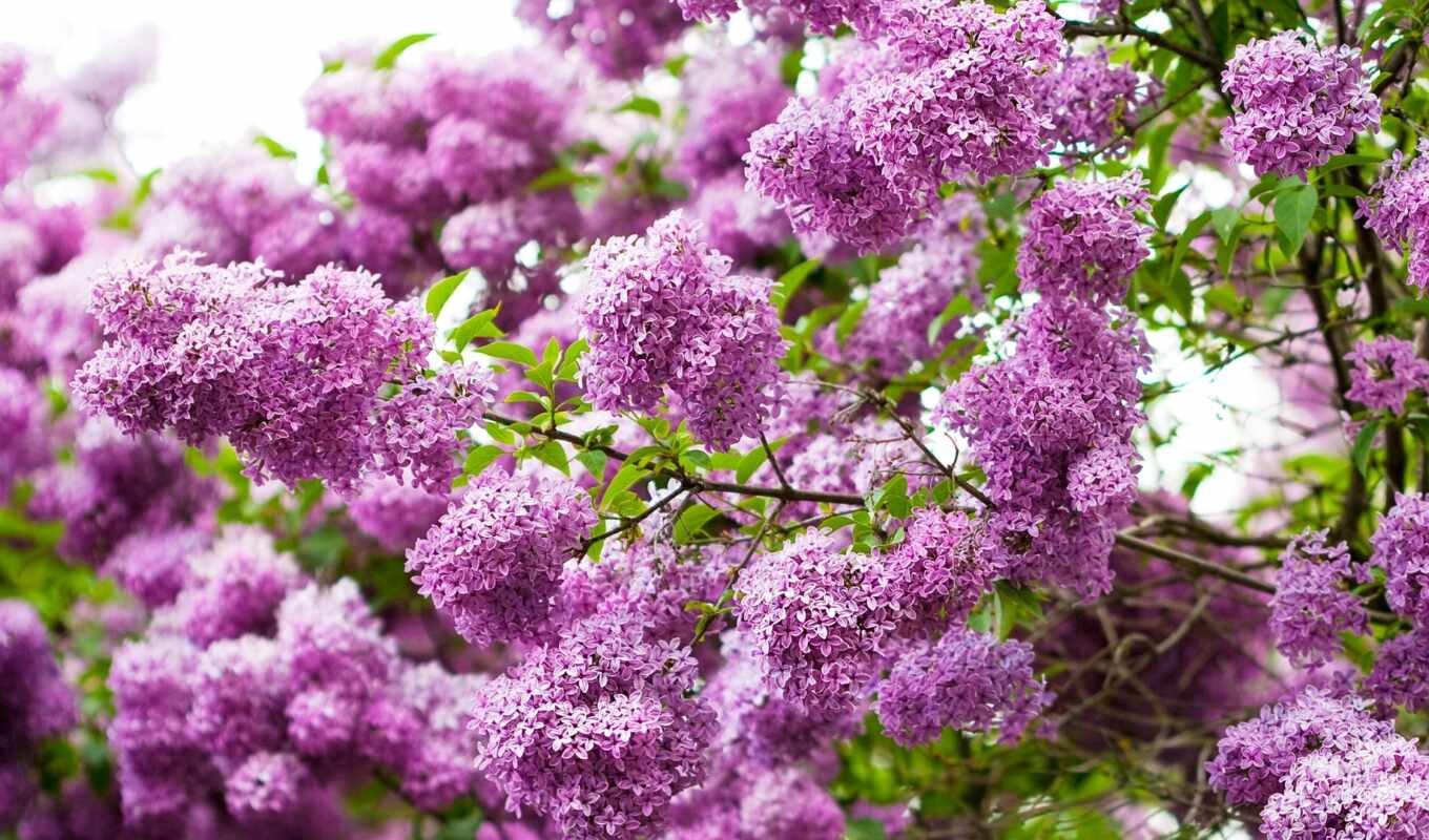 flowers, white, free, sheet, picture, add, spring, lilac, bloom, makryi