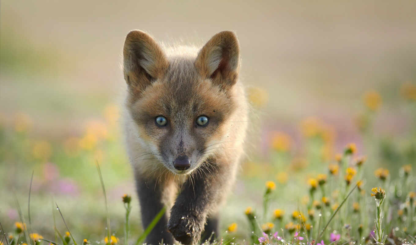 mobile, category, fox, animal, the cub, free