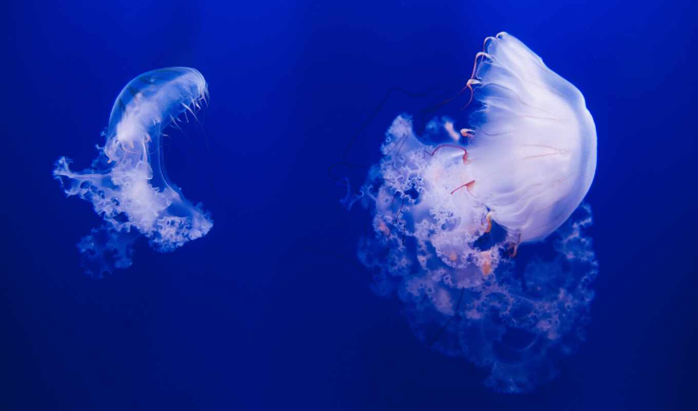 ocean, jellyfish, depth