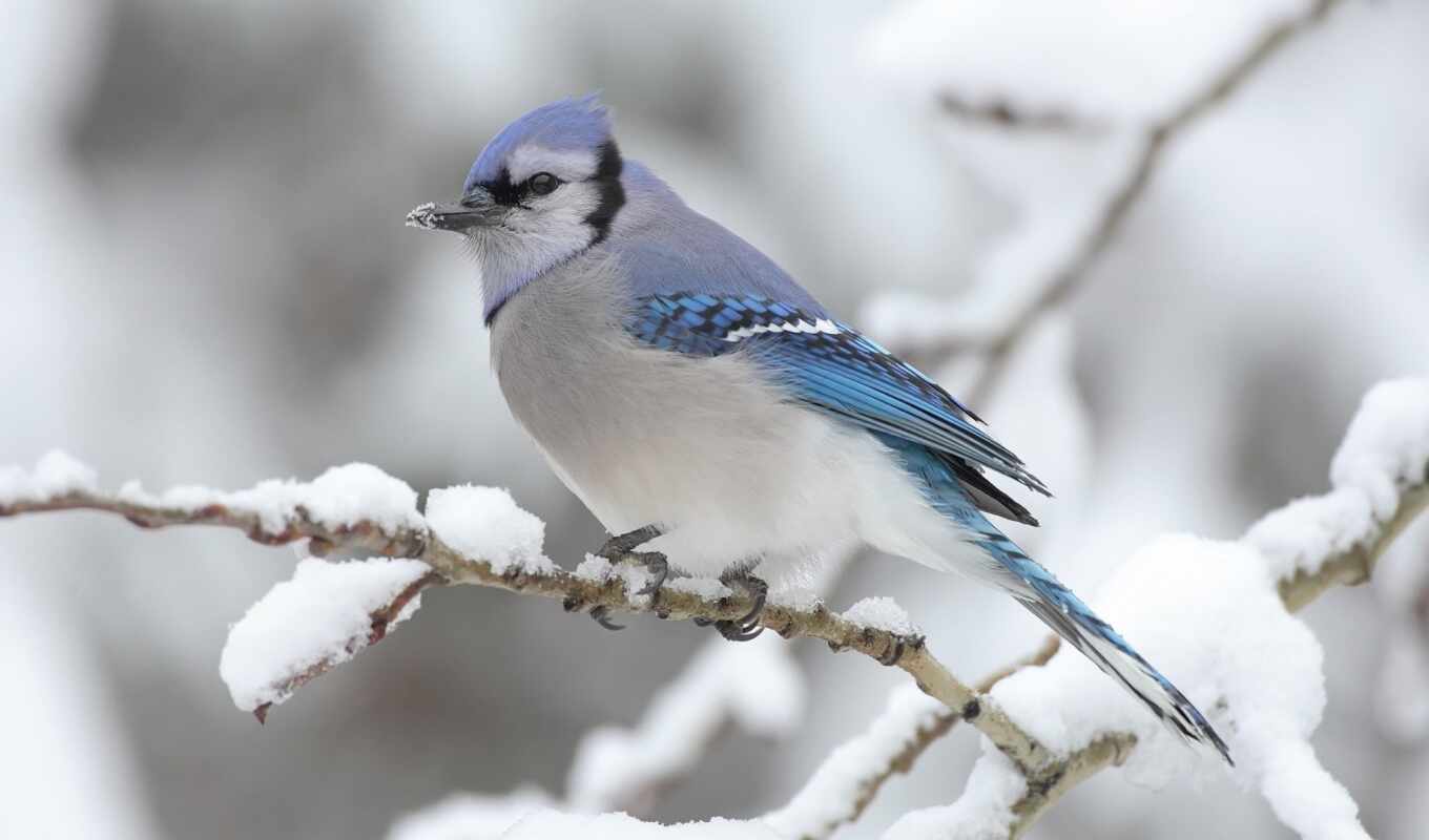 природа, джей, winter, птица