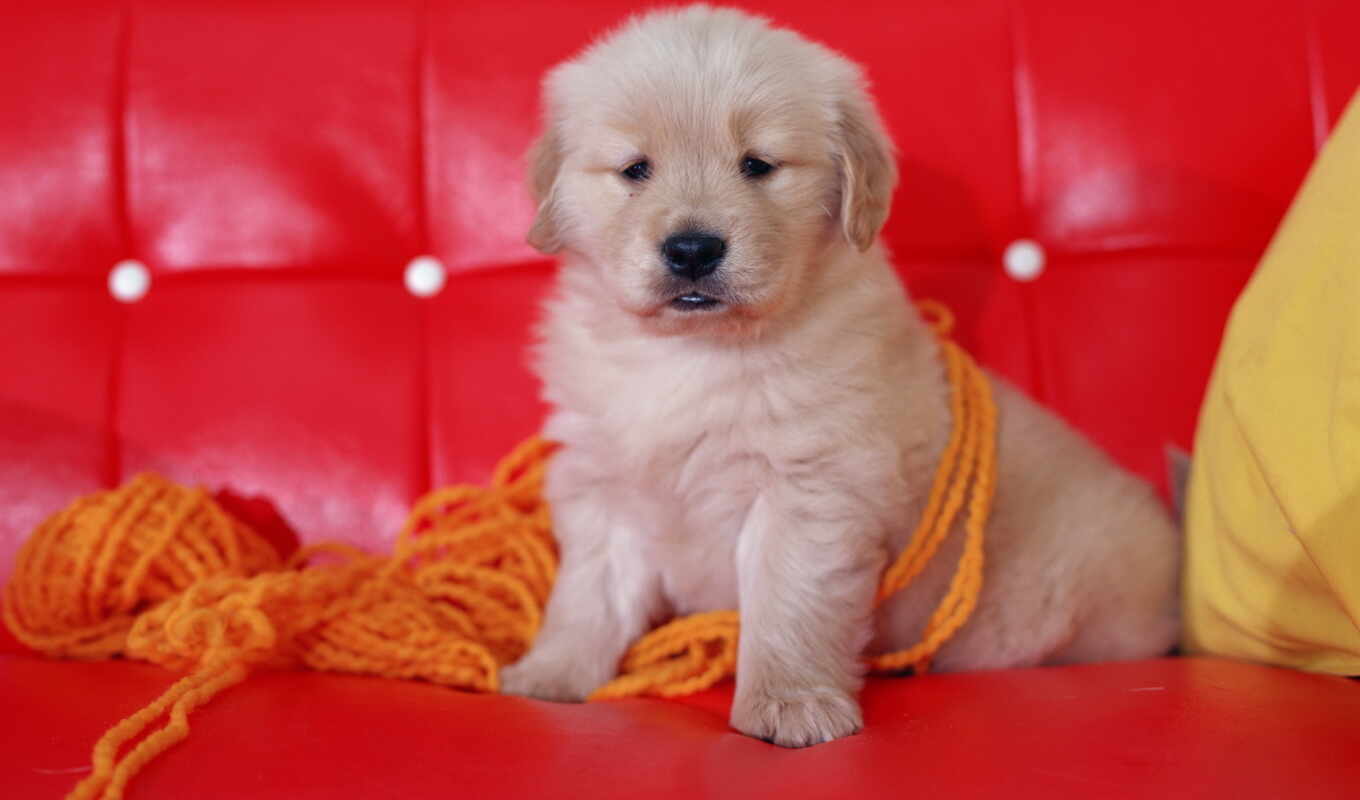 red, sofa, dog, puppy, sit, thread, yarn