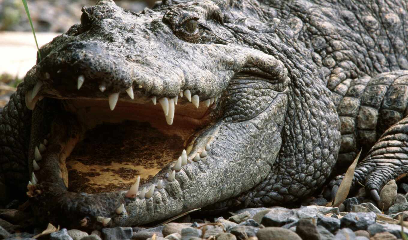 крокодил, photograph