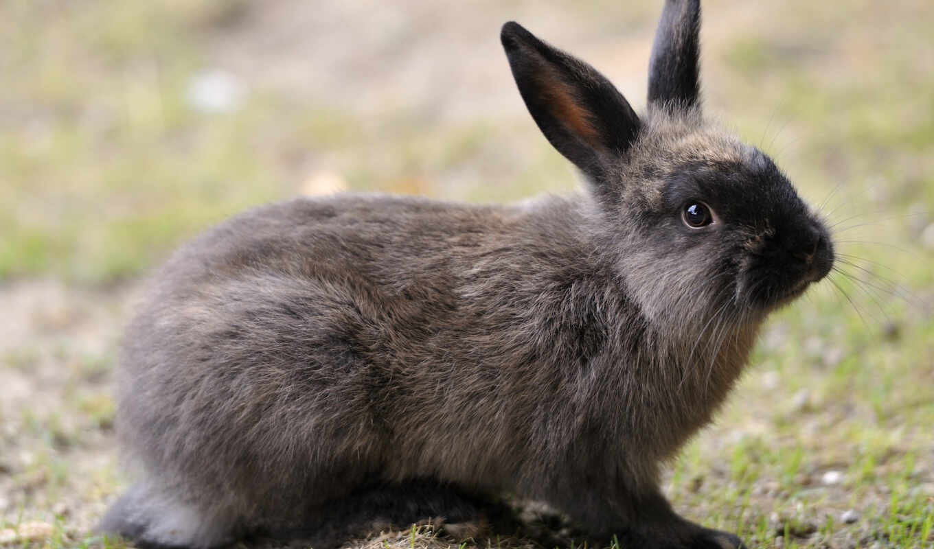 views, кролик, dark, grey, марта, bunny