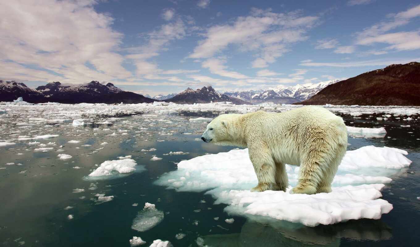 white, лед, иней, снег, winter, медведь, arctic, зверь, арктику