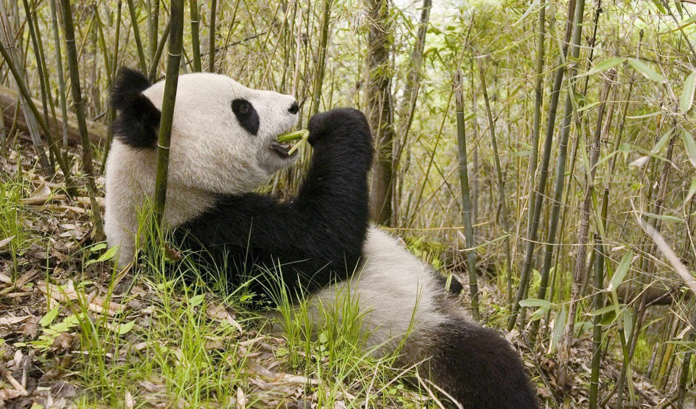 панда, панды, бамбук, разных, кушает, едят