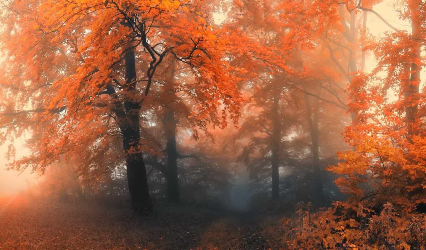 collection, forest, autumn, autumn, fog, photographies, fog, i'll send you