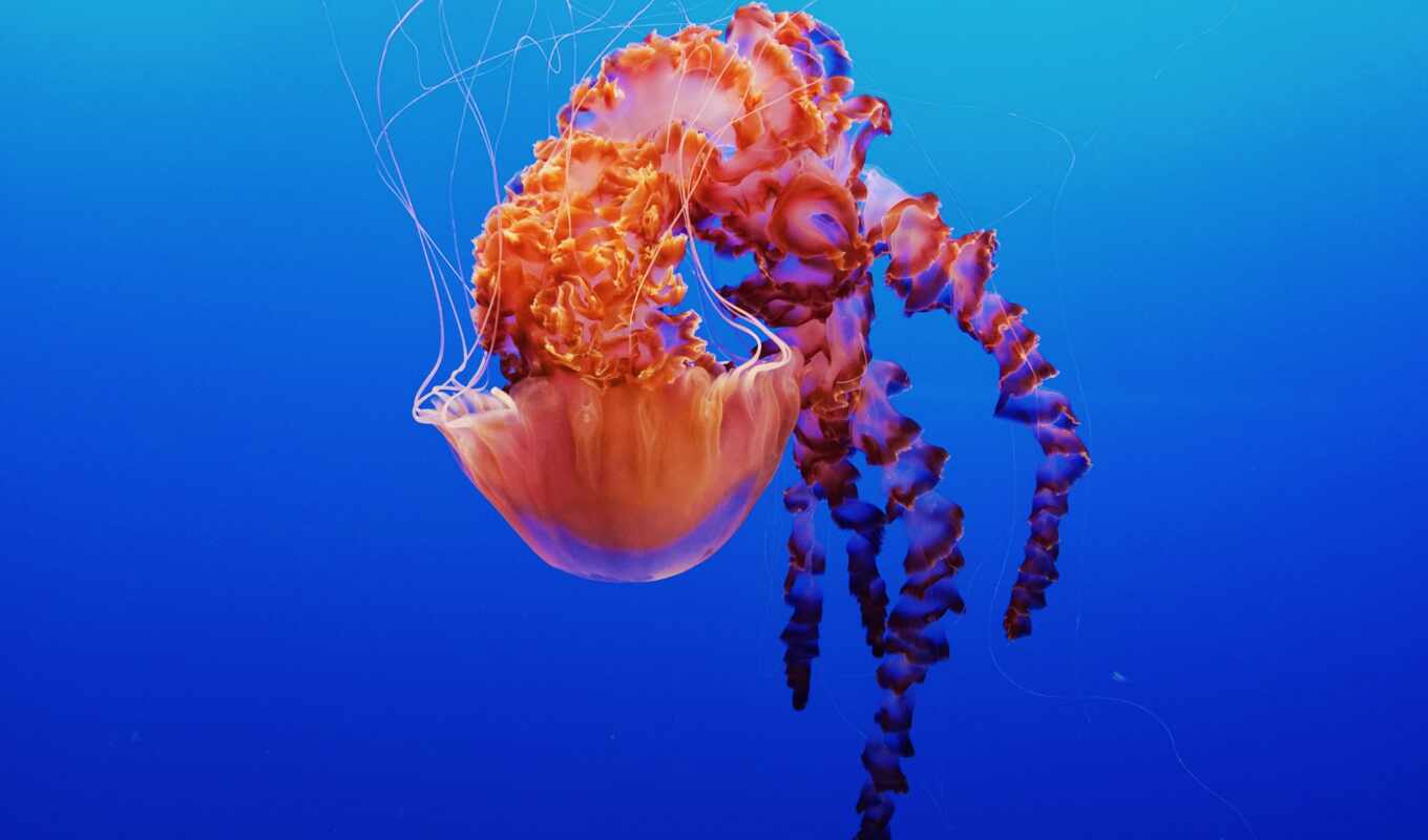 california, bay, jellyfish, аквариум, monterey