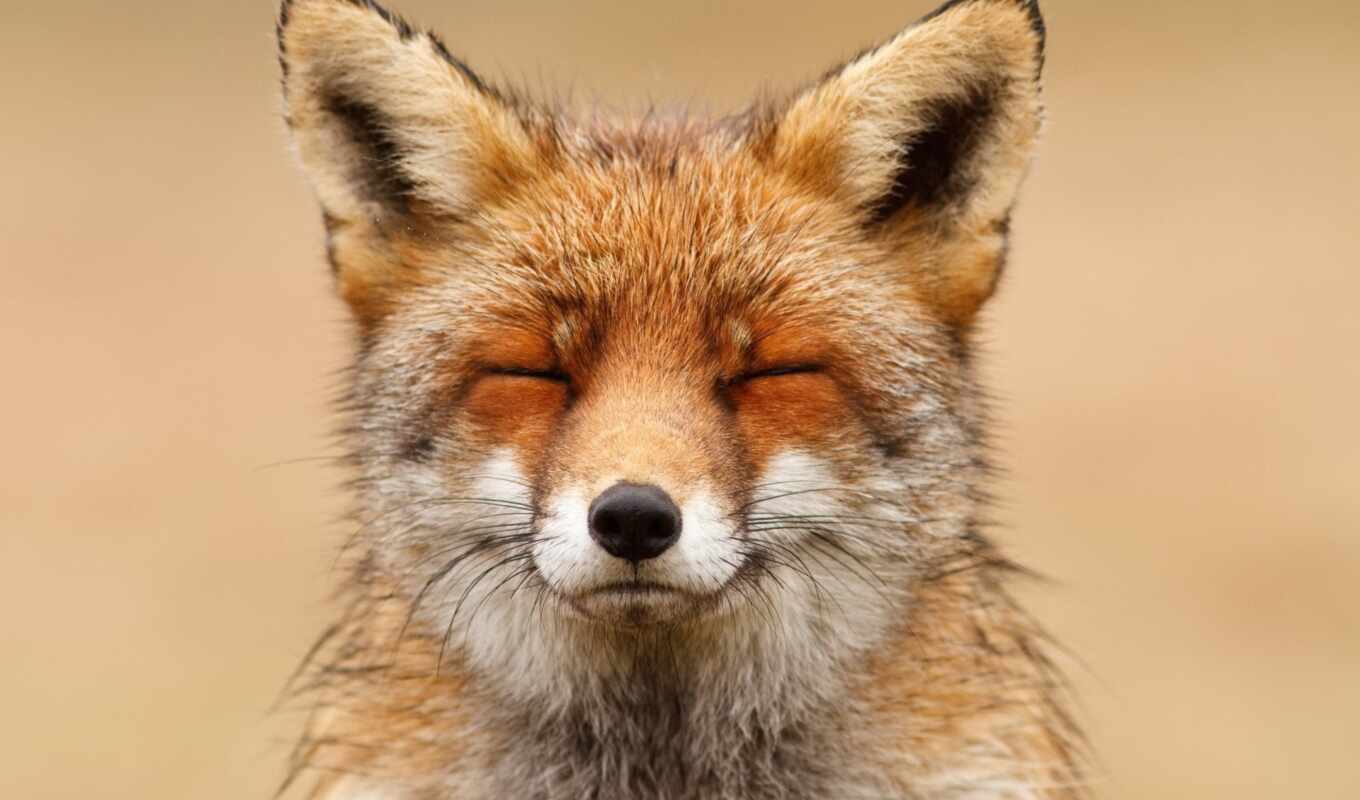 fox, birth, animal, beautiful, happy, sweetheart, red, hunger, dzt, fyr