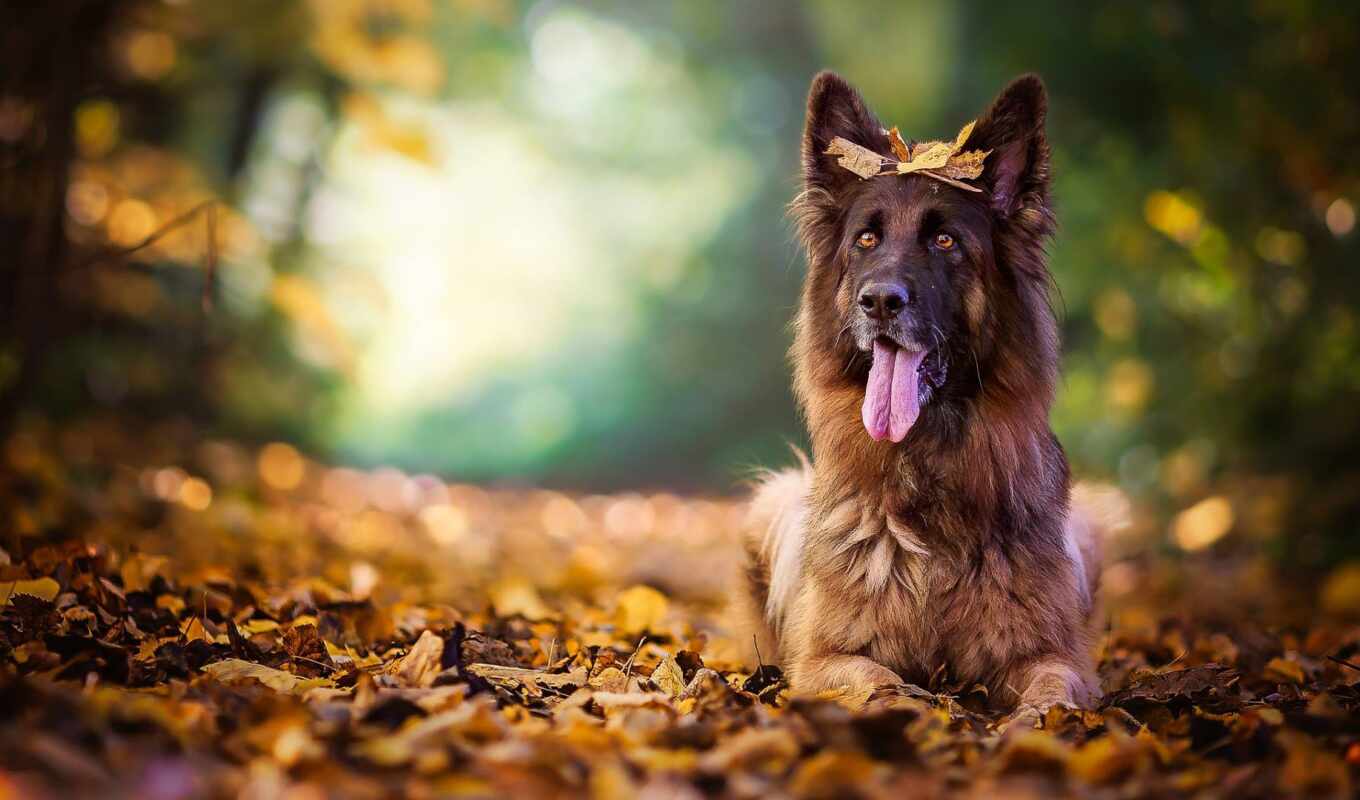 лист, собака, осень, овчарка, язык, side