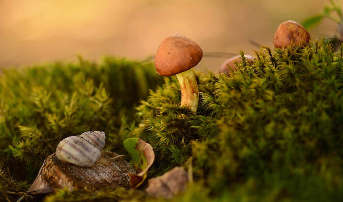 photographer, wild, moss, green, among, mushroom