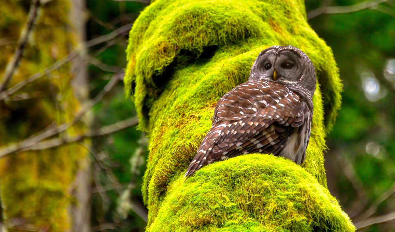 owl, bird, animal, moss, holiday, today