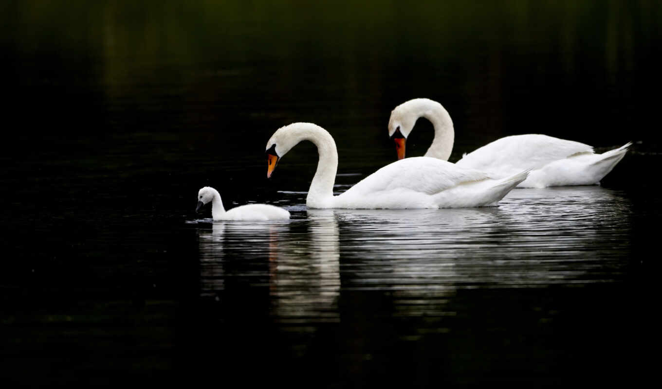 lake, photo, black, white, water, bird, animal, swan, family, swim