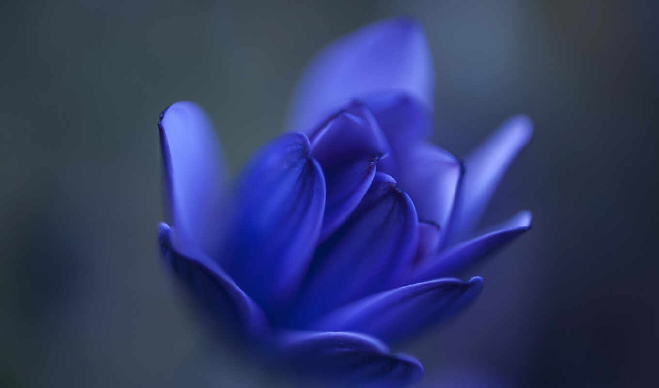 flowers, blue, colors, gray, bud, blurring