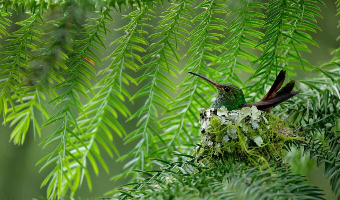 cute, bird, coast, plant, hummingbirds