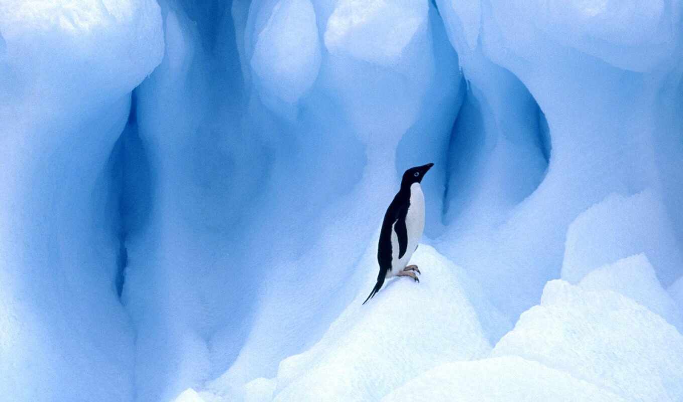 desktop, лед, снег, пингвины, пингвин