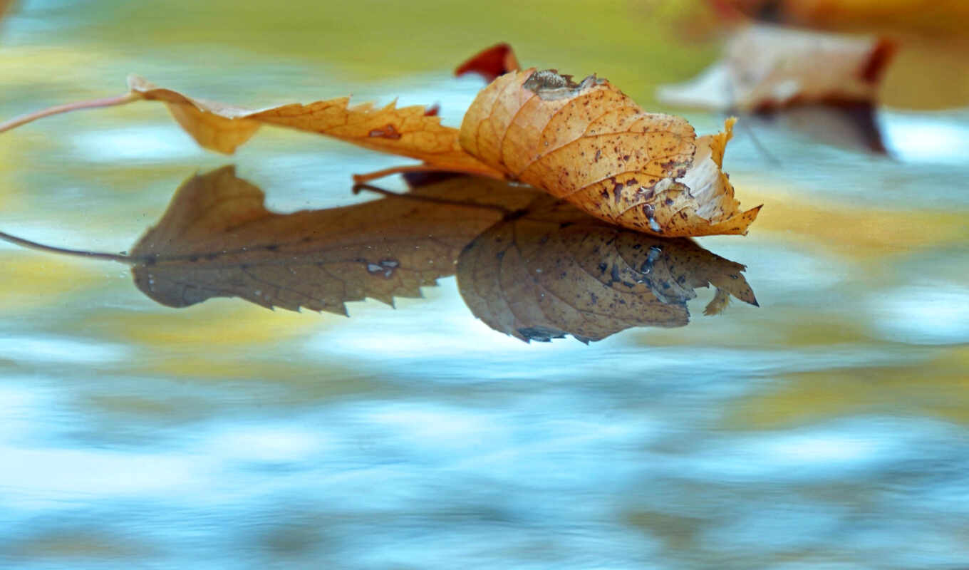 природа, water, листва, flickr, talking, autodach, нижневартовска, ebner