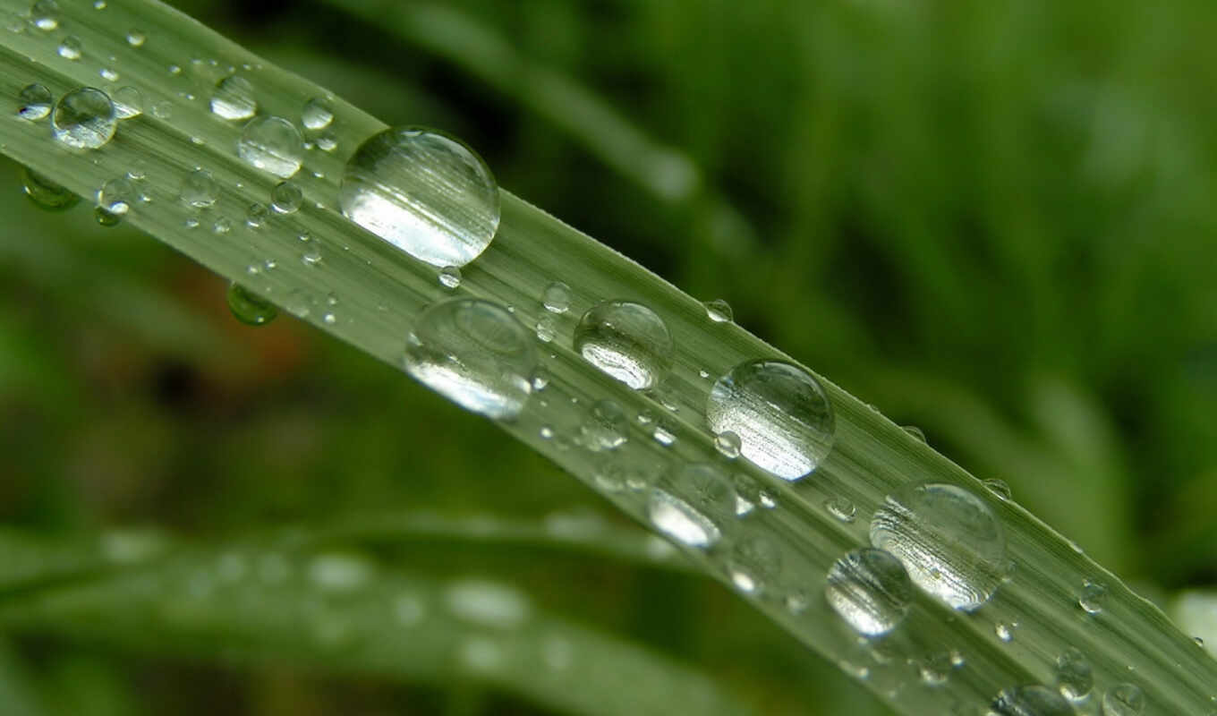 nature, drop, rain, green, quality, dew, my, leaf, abstact, Tatar