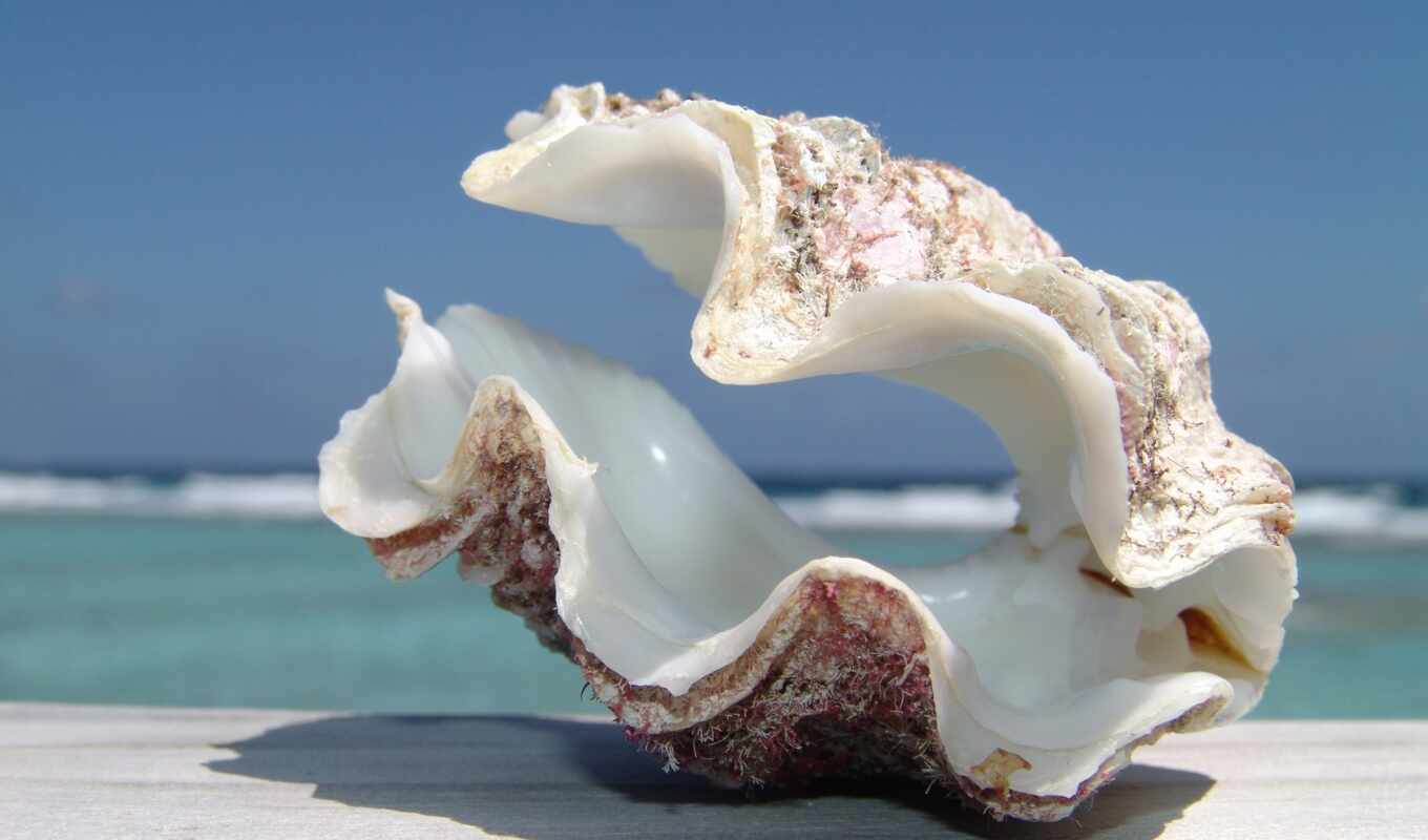 nature, summer, shell, big, marine, beautiful, wonderful, seashell, opend