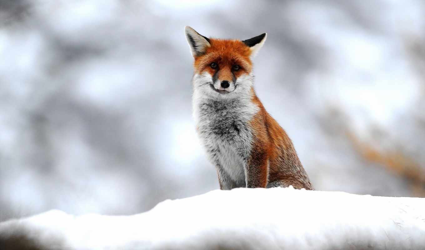 nature, art, snow, winter, fox, animal, algerian