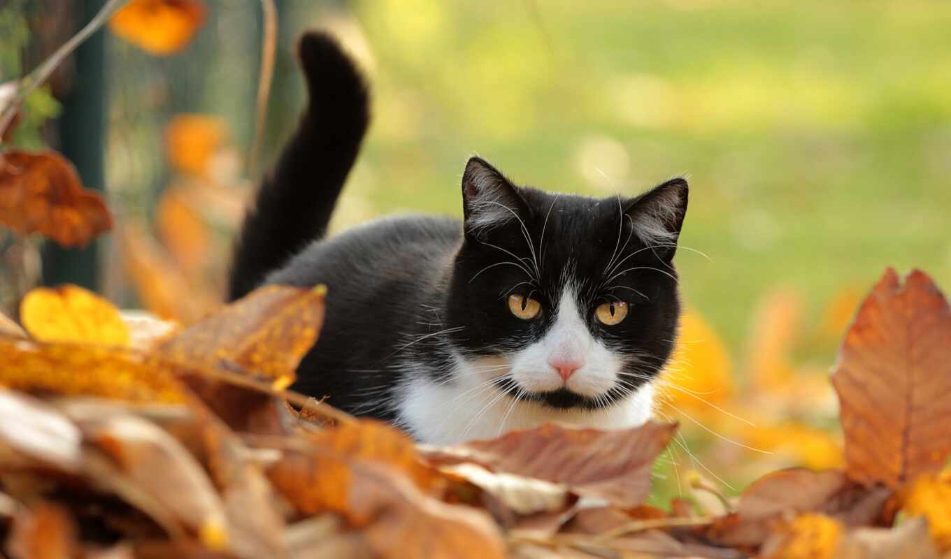 black, white, cat, see, autumn, kitty, foliage, animal, leaf