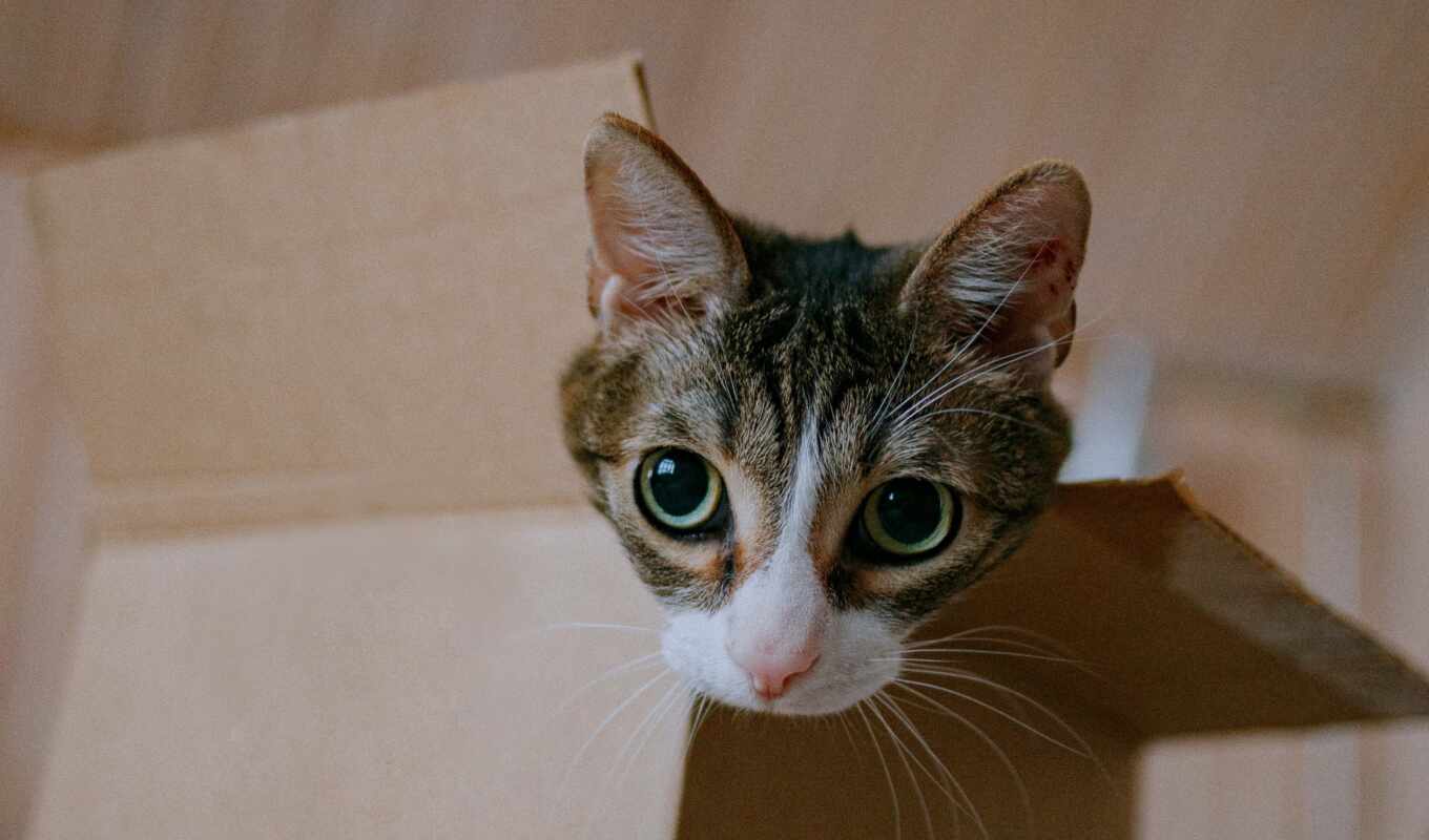 cat, box, funny