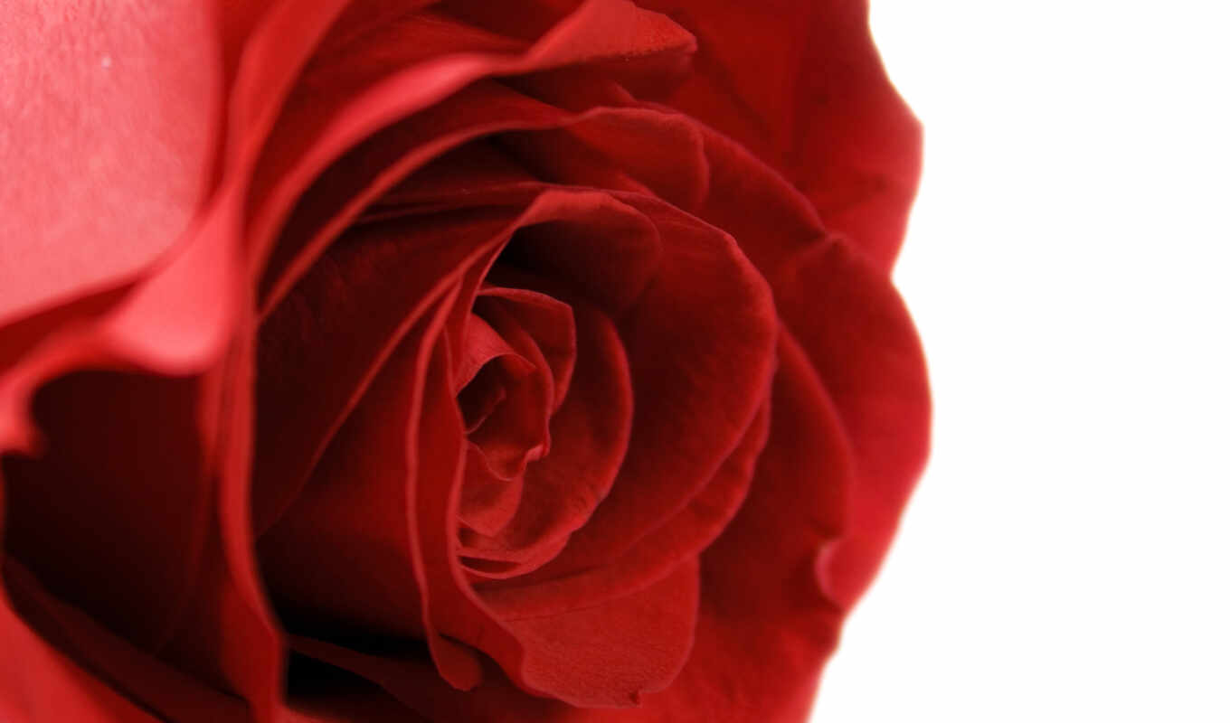 роза, телефон, картинка, качества, red, красивые, красивая, deep, красная, розы, cvety