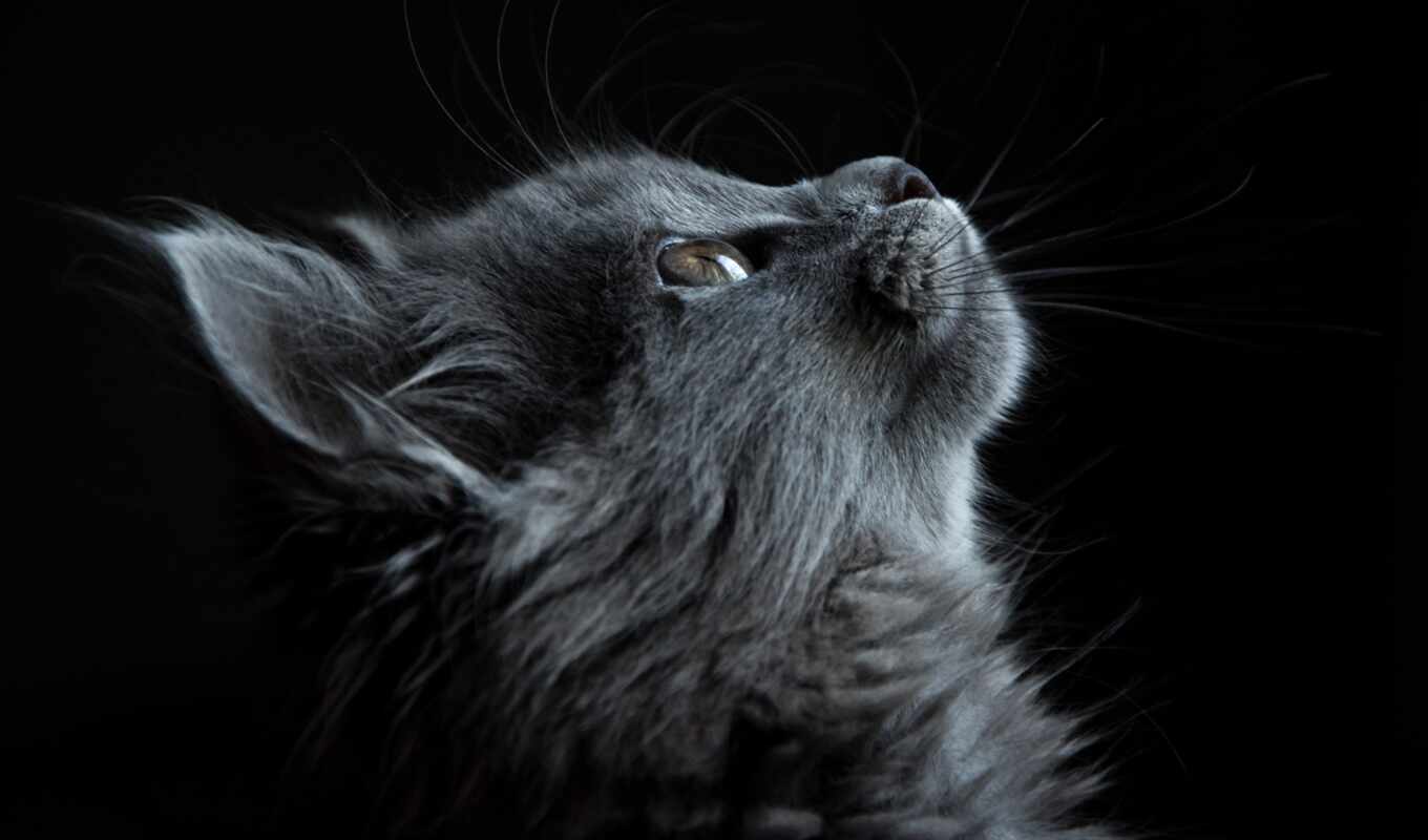 black, cat, the original, muzzle, picture, house, idea