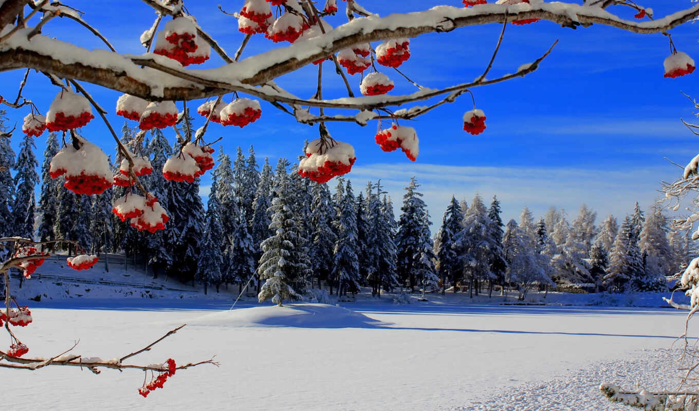 природа, дерево, снег, winter, branch, ягода, рябина