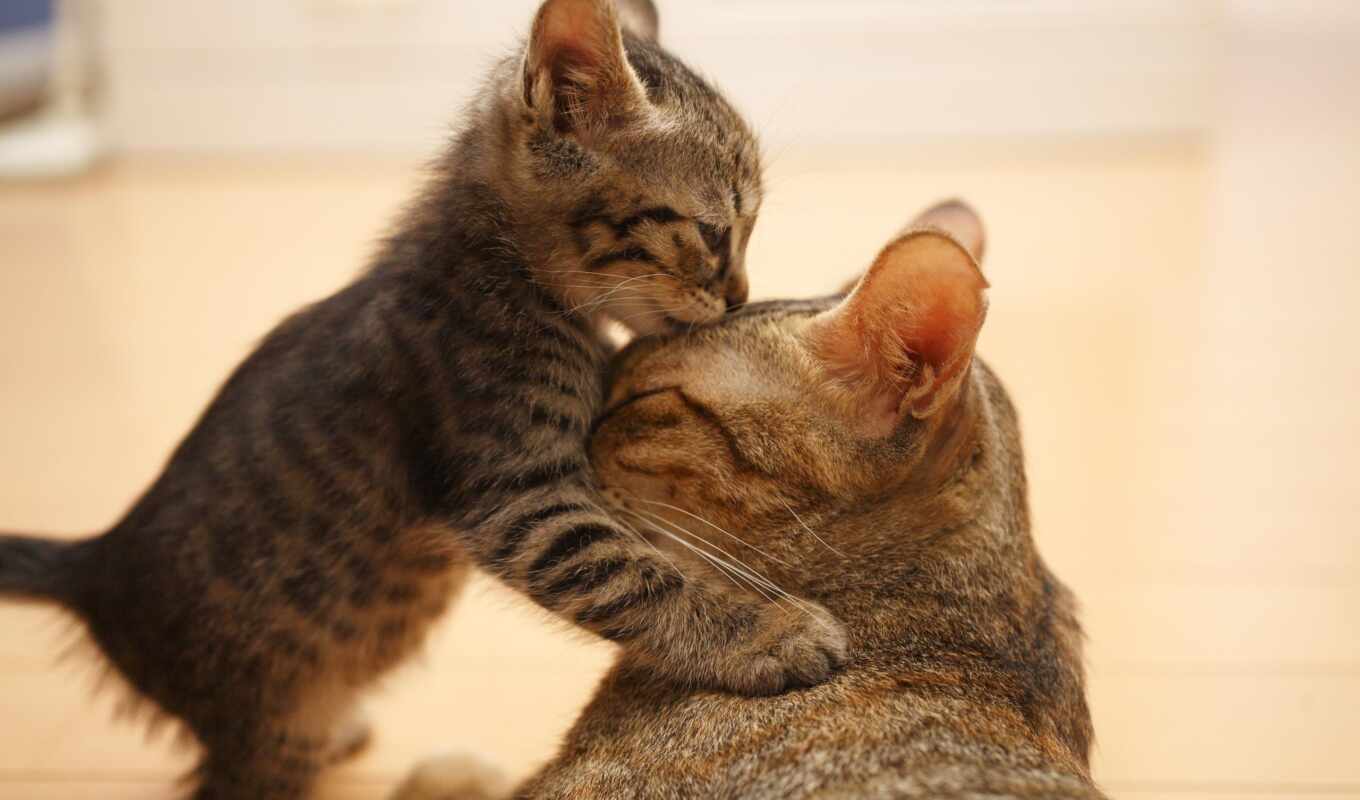 love, cat, kitty, animal, the cub, baby, funny, mommy, parent