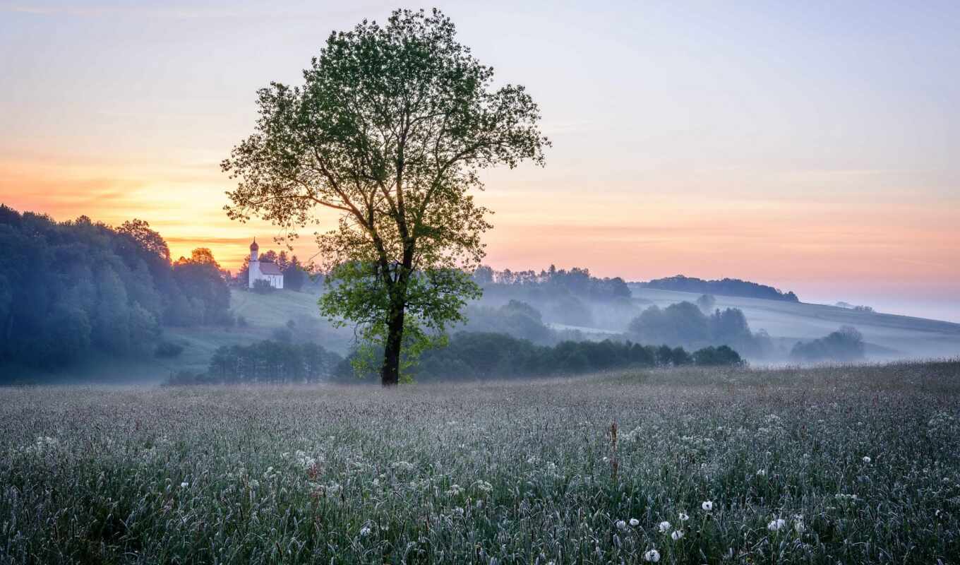 дерево, поле, landscape, утро, туман, natural