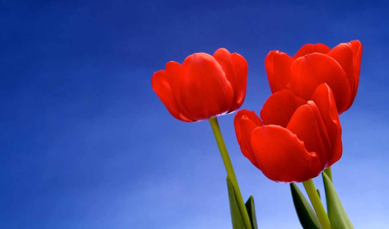 flowers, years, day, beautiful, tulip, first, funart